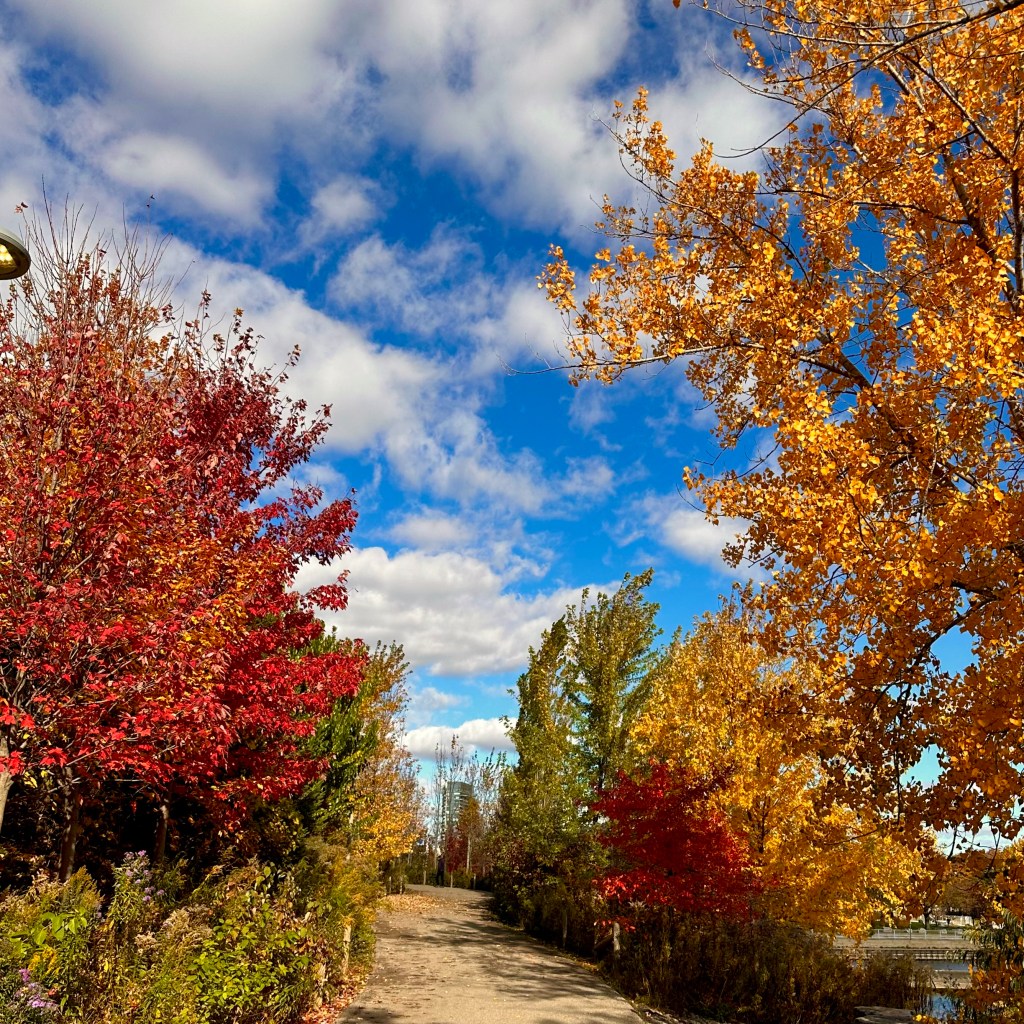 A scenic pathway lined with trees displaying vibrant autumn foliage in shades of red and yellow, under a blue sky with fluffy white clouds.