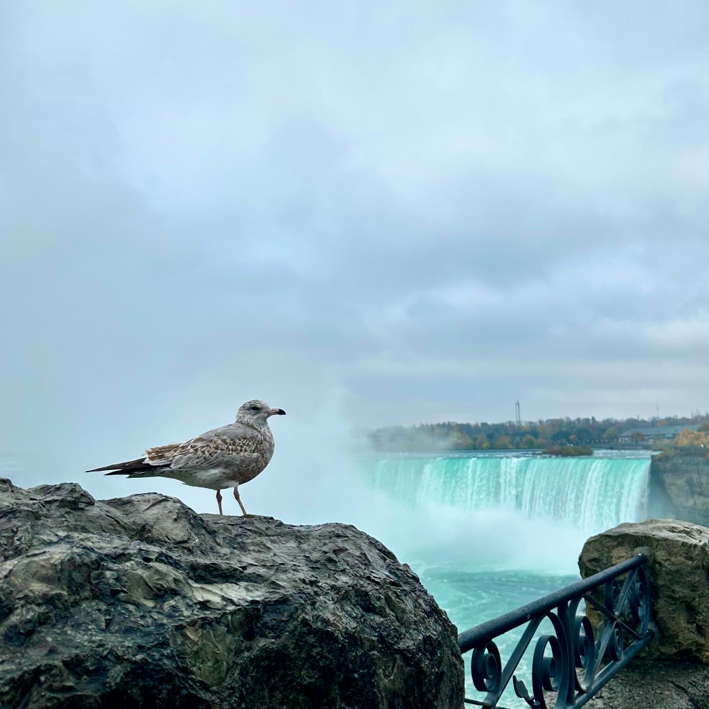 A seagull perched on a rock overlooking Niagara Falls, with mist rising from the falls and a cloudy sky in the background.