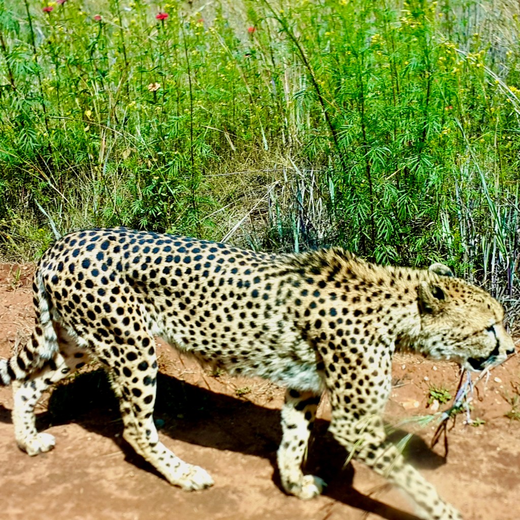 A cheetah walking along a path, surrounded by green vegetation and wildflowers.