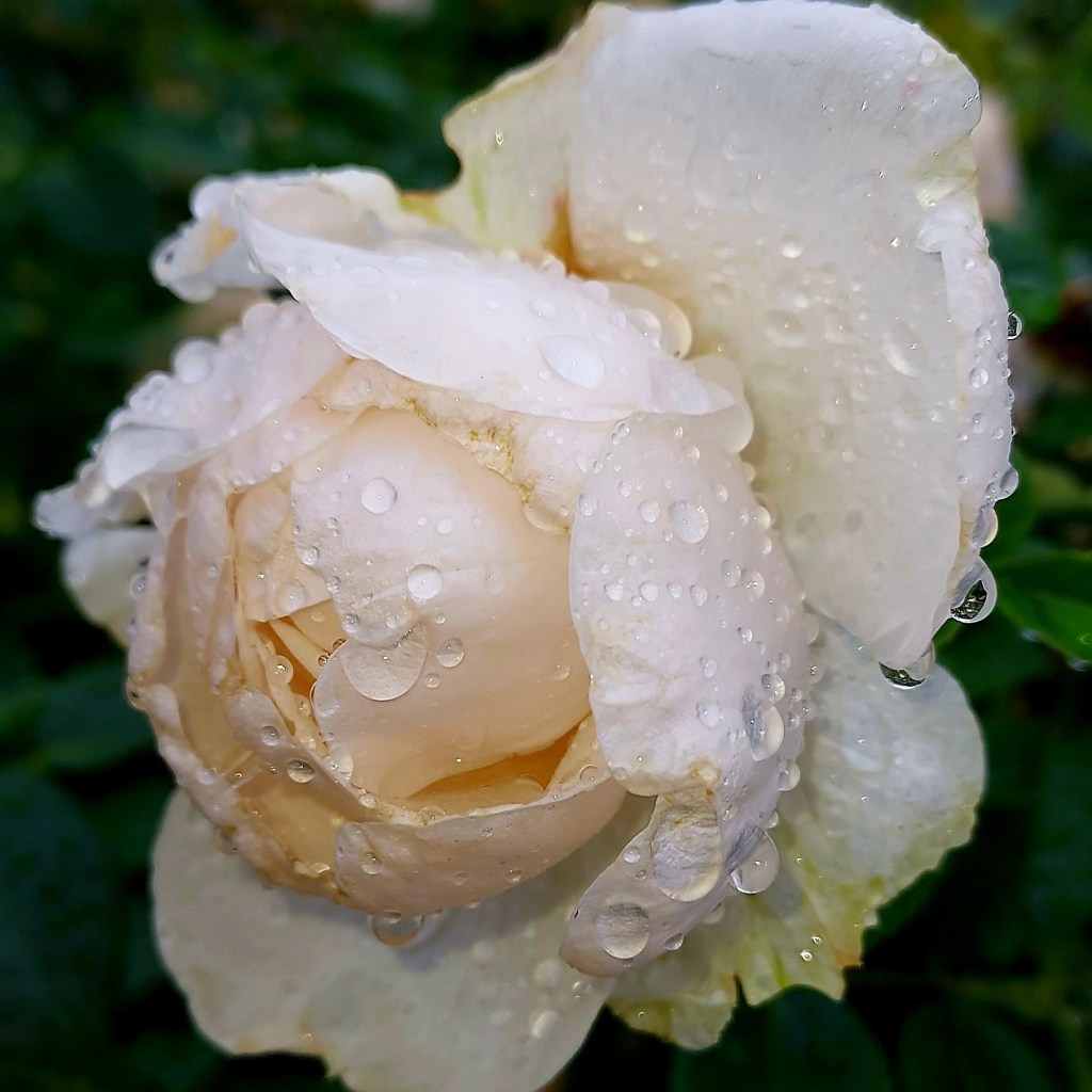 A close-up photograph of a white rose covered in water droplets, with soft petals and a green background.