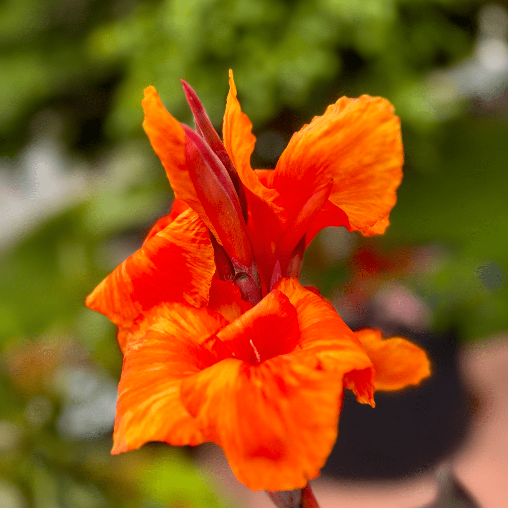 A close-up photograph of a vibrant orange flower with ruffled petals against a blurred green background.