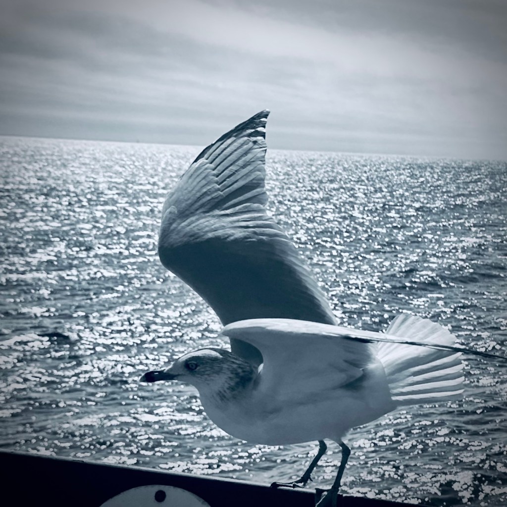 A seagull in flight with its wings spread, set against a shimmering ocean backdrop in black and white.