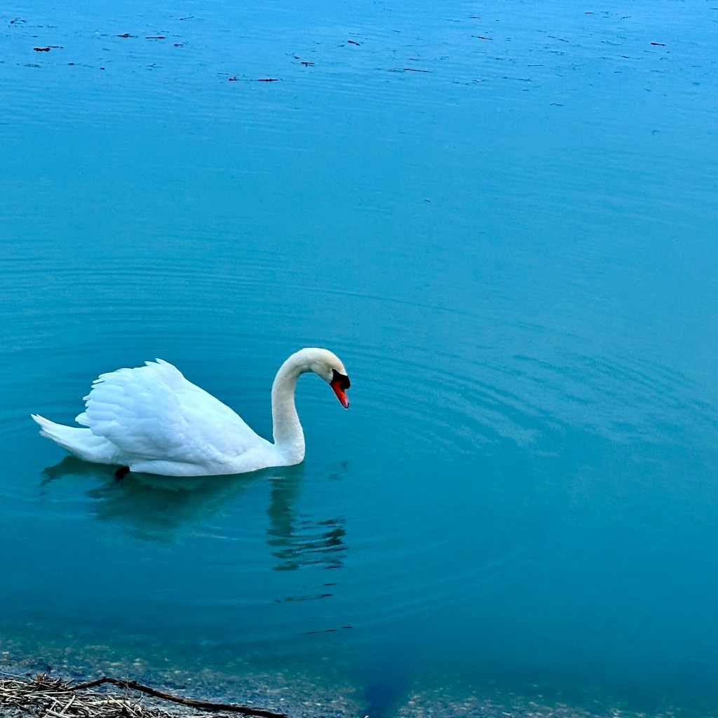A graceful white swan swimming in calm turquoise waters, creating gentle ripples around it.