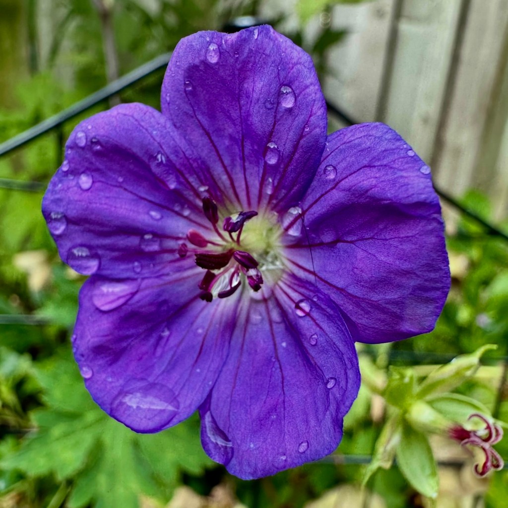 A close-up photograph of a purple flower with water droplets on its petals, surrounded by green foliage.